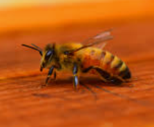 Therapeutic Honey Company, LLC